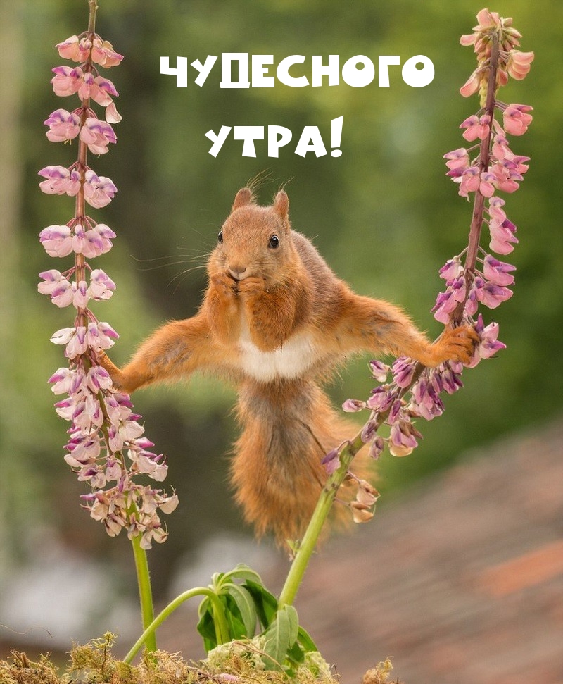 Чудесного утра!