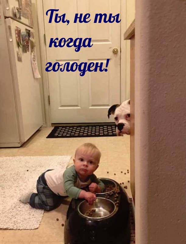 Ты, не ты когда голоден!.