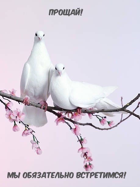 !   !.