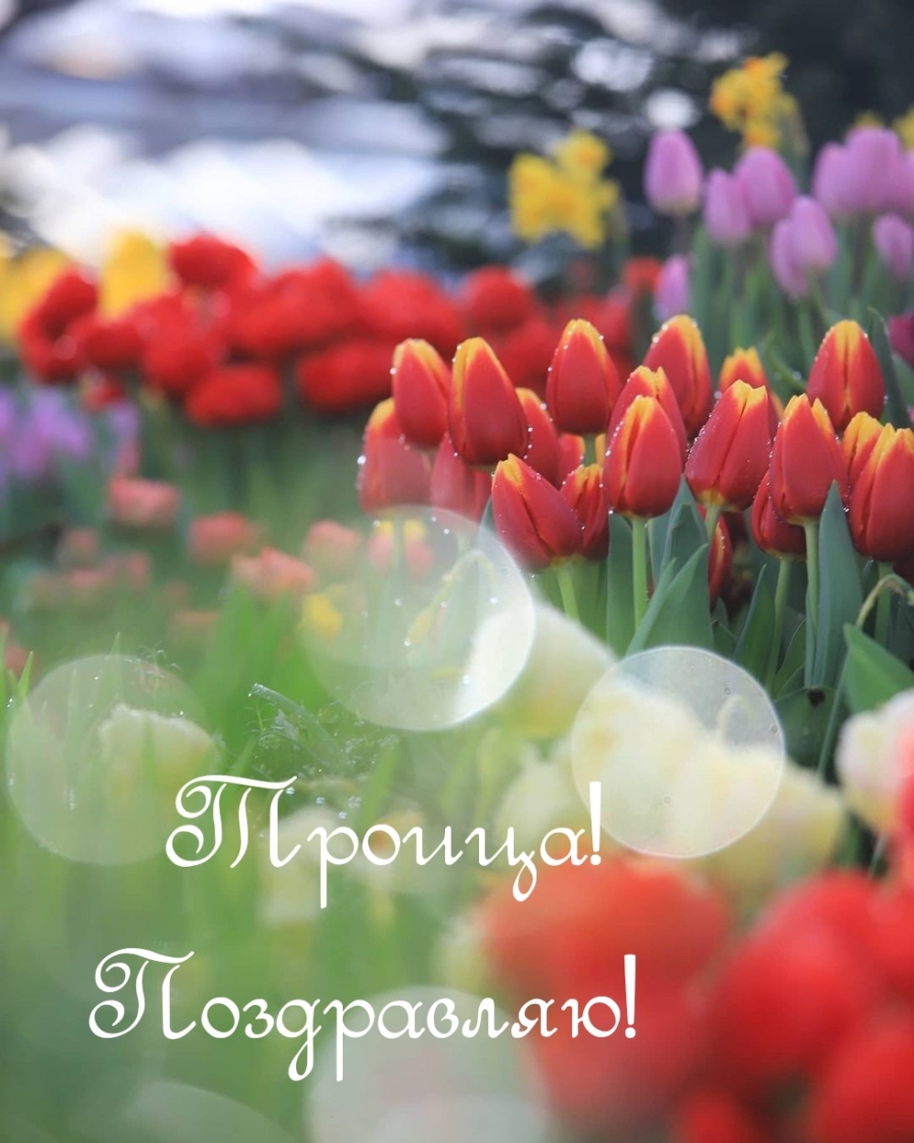 Троица! Поздравляю!