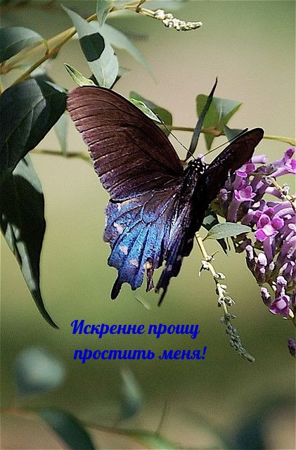 Искренне прошу простить меня!.