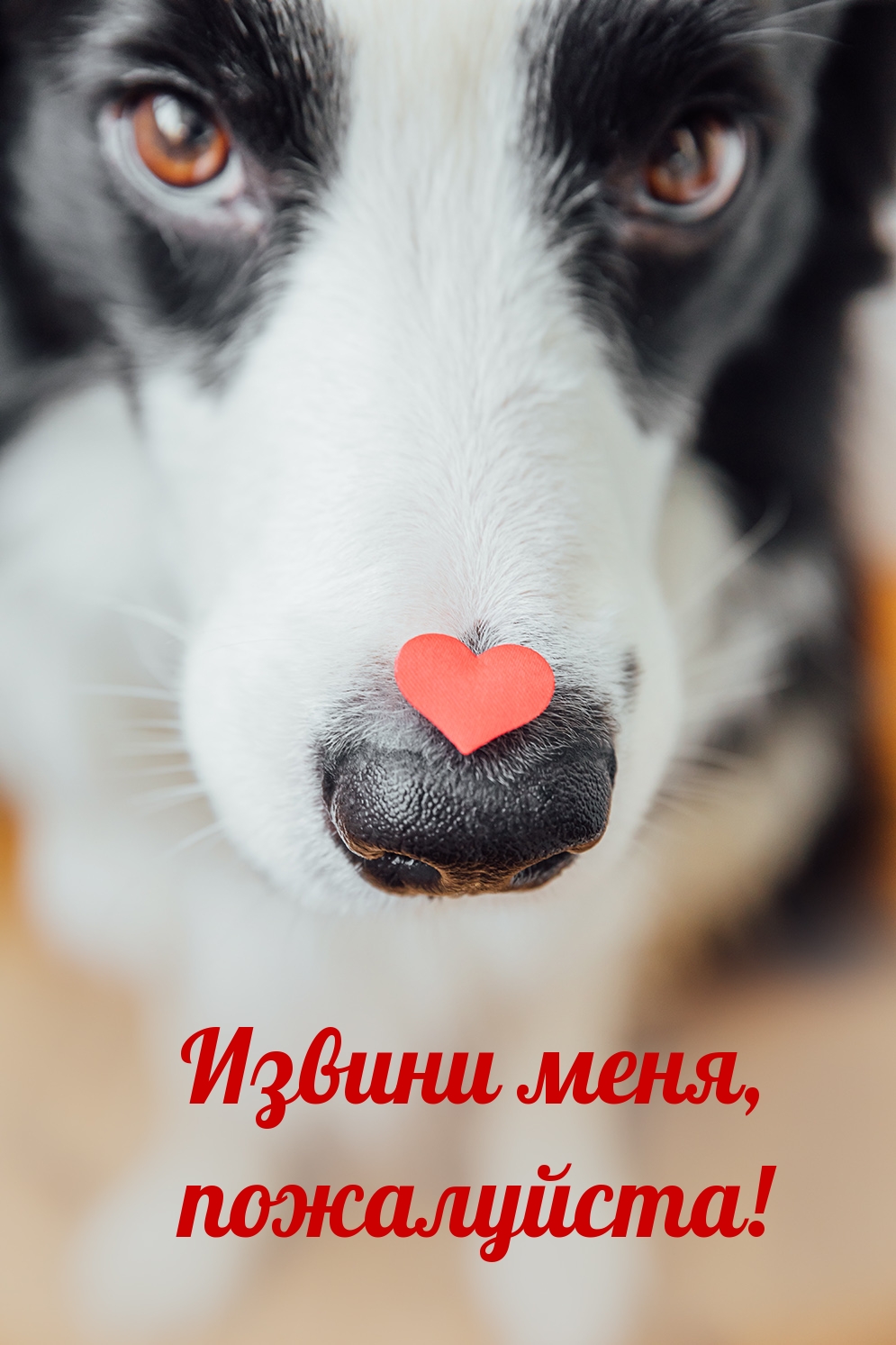 Извини меня, пожалуйста!