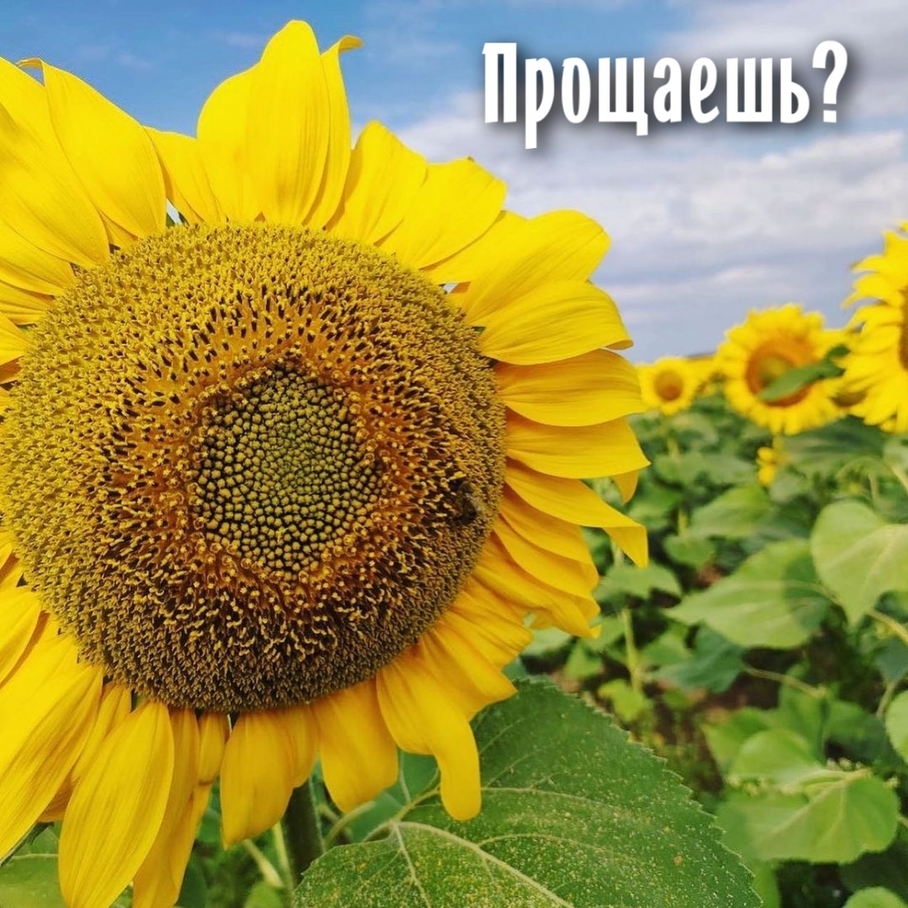 Прощаешь?