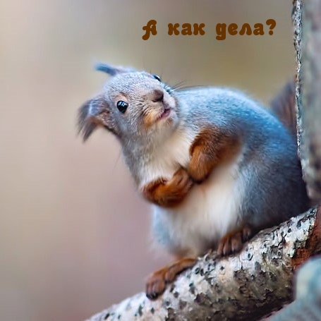 А как дела?.