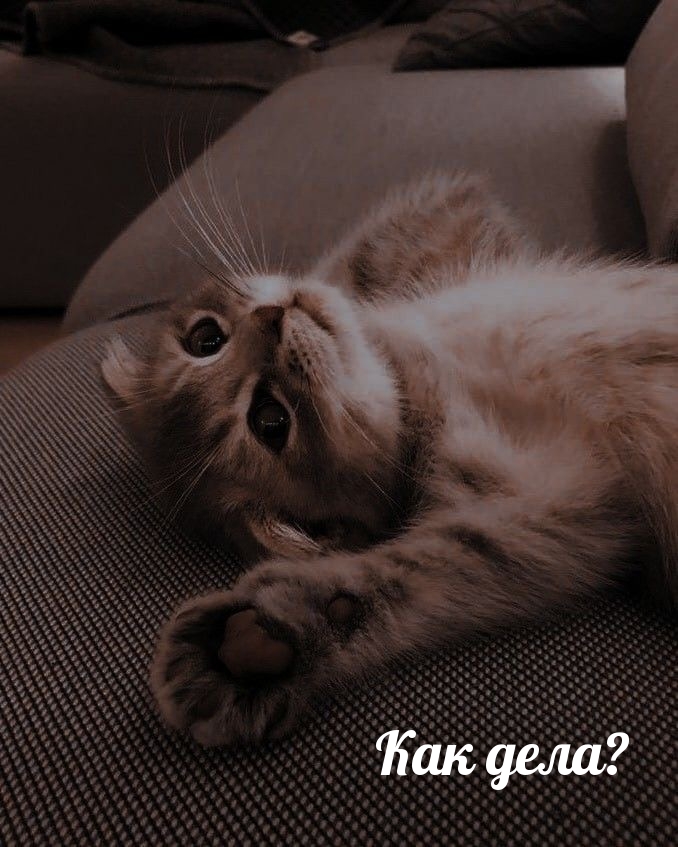 Как дела?.