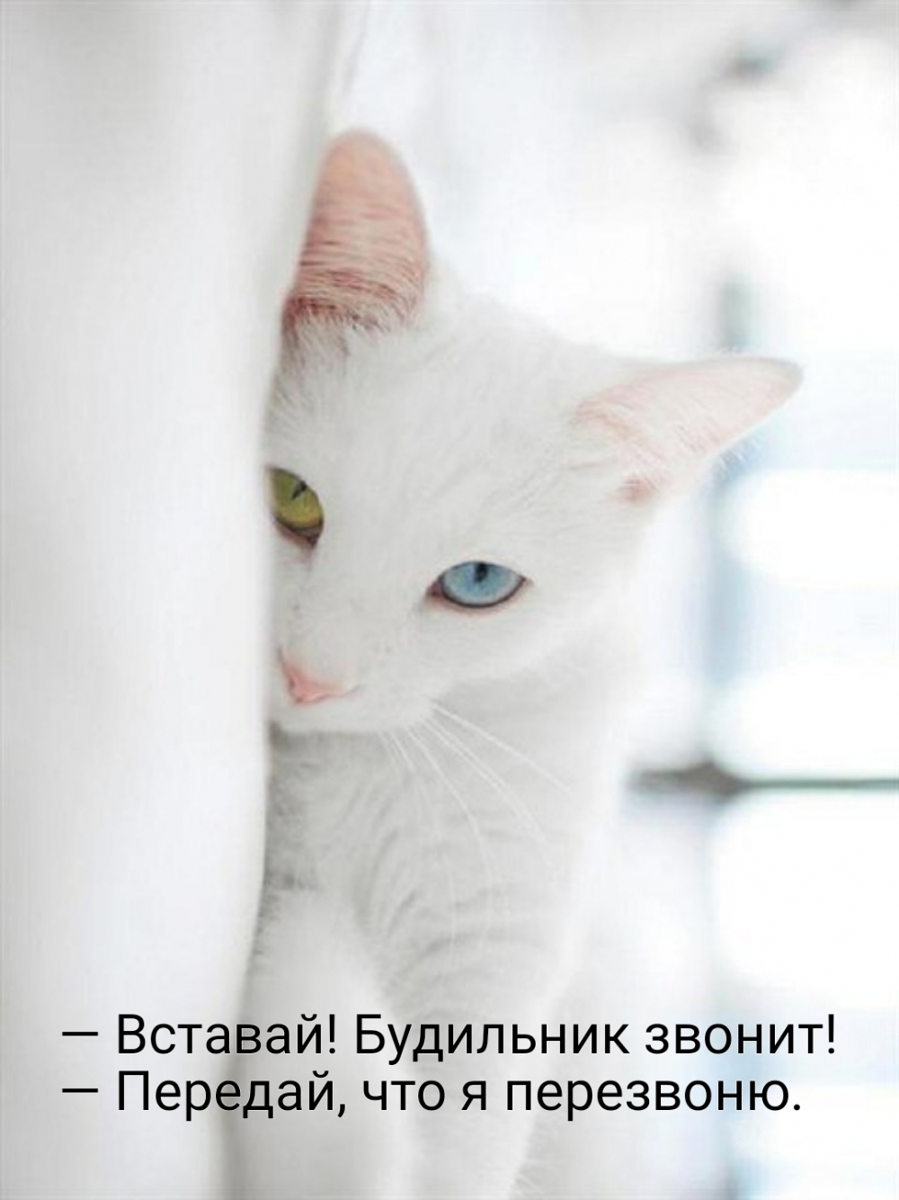 — Вставай! Будильник звонит! — Передай, что я перезвоню.