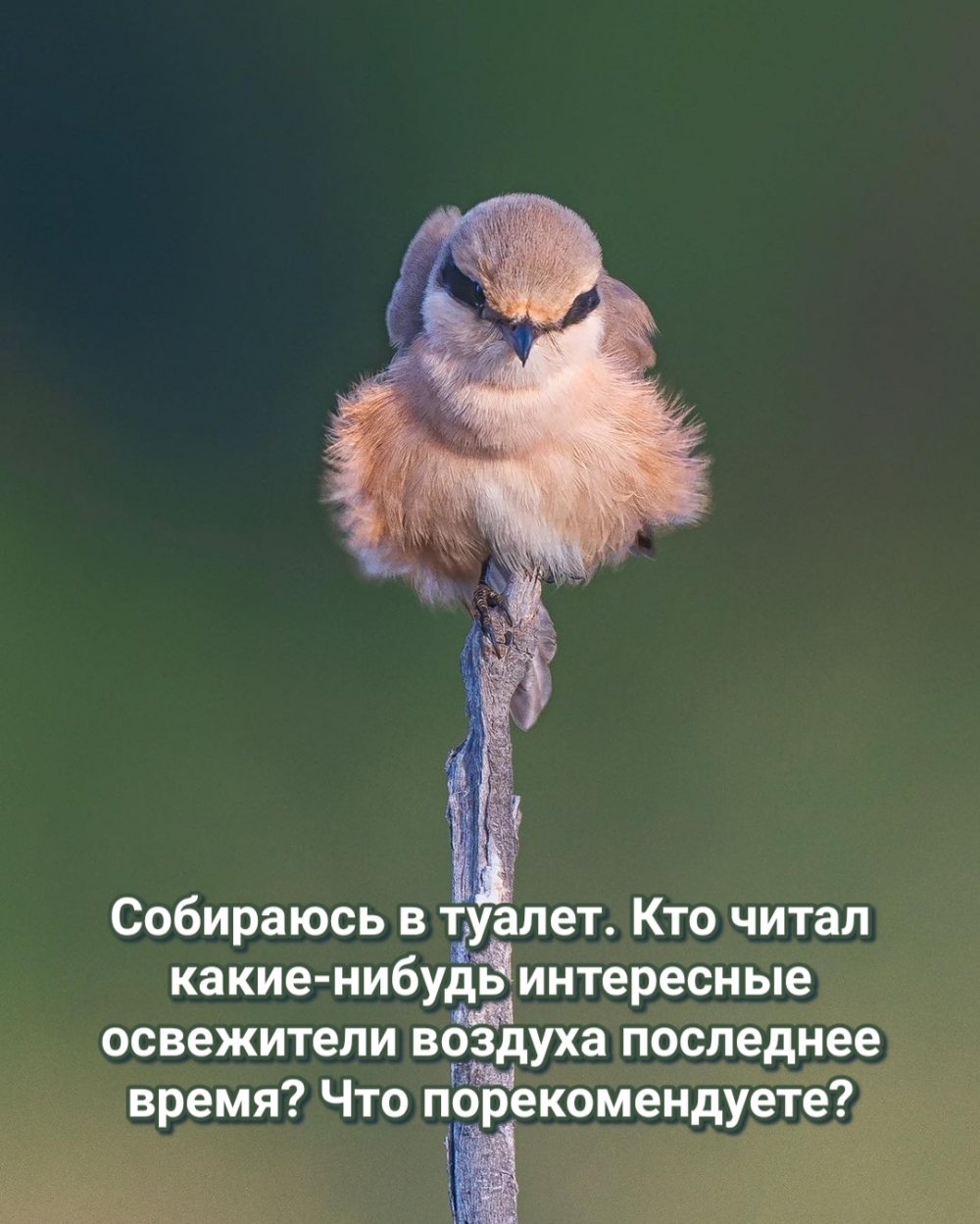   .   -  