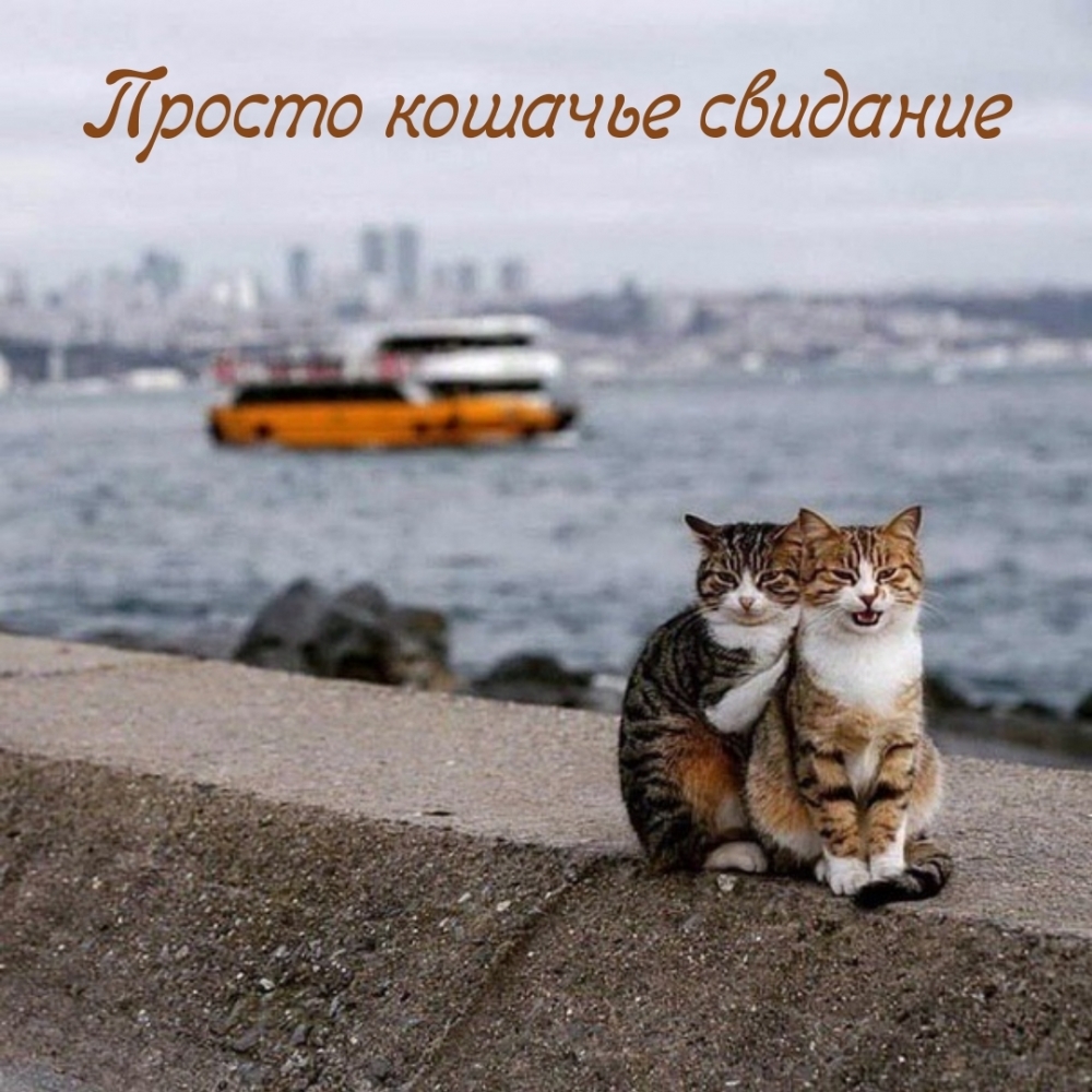 Картинки с надписями Просто кошачье cвидaниe