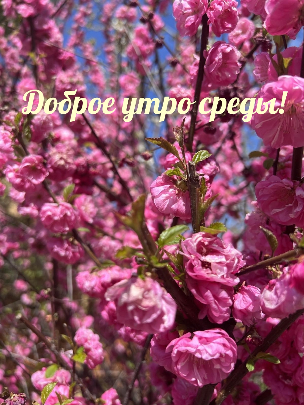 Доброе утро среды!