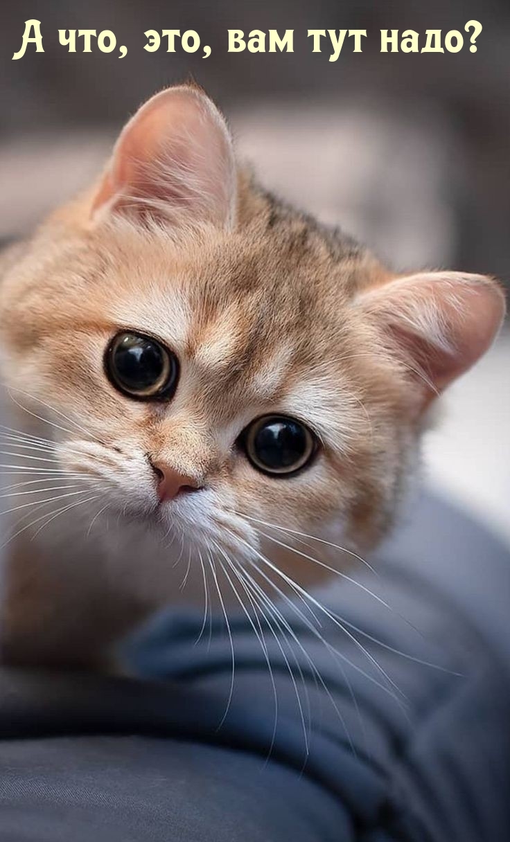   :  , ,   ?