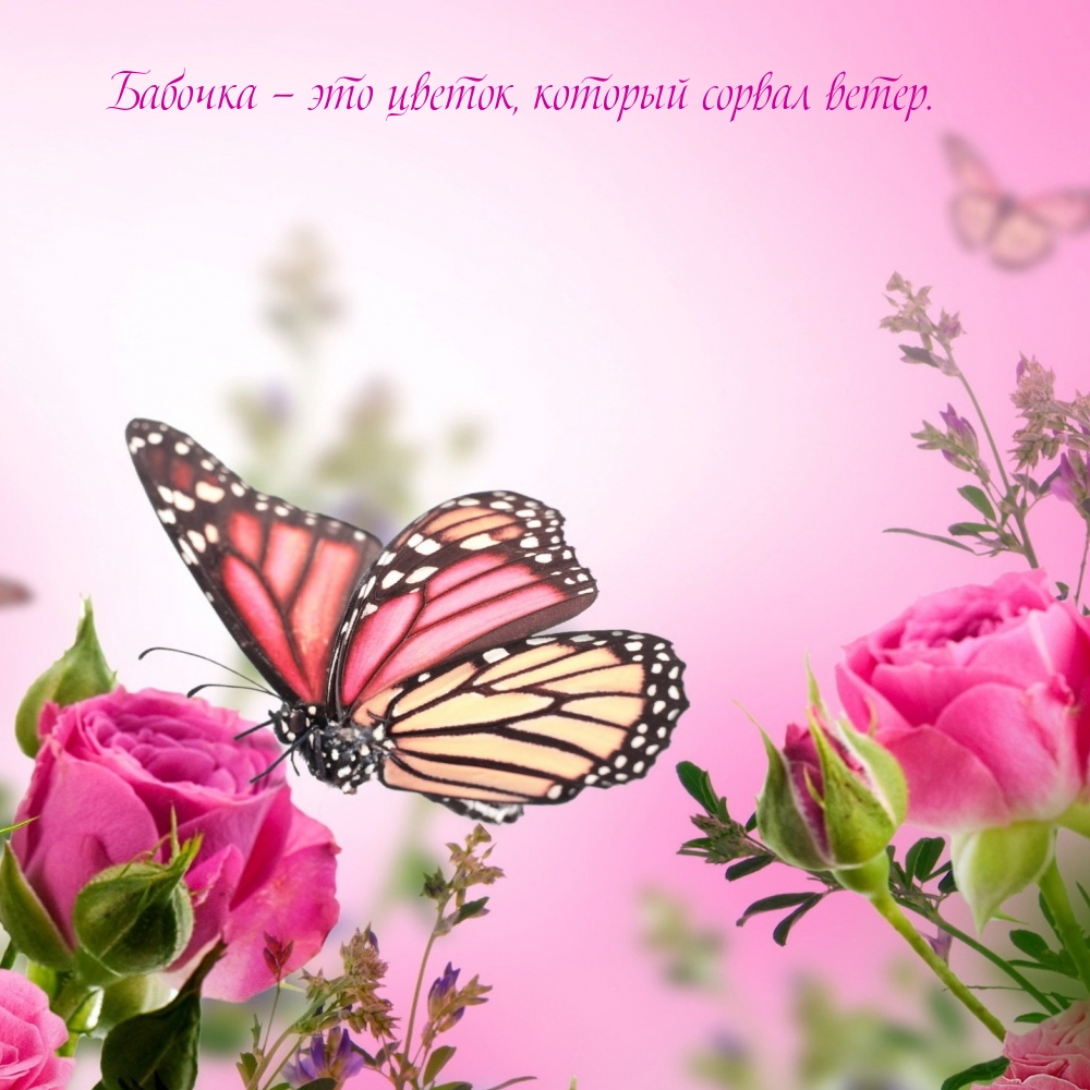 Бабочка — это цветок, который сорвал ветер.