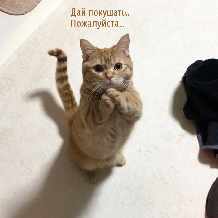   :  .. ...