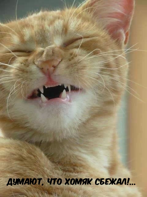 ,   !....