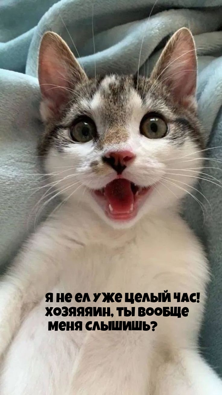      ! ,    ?