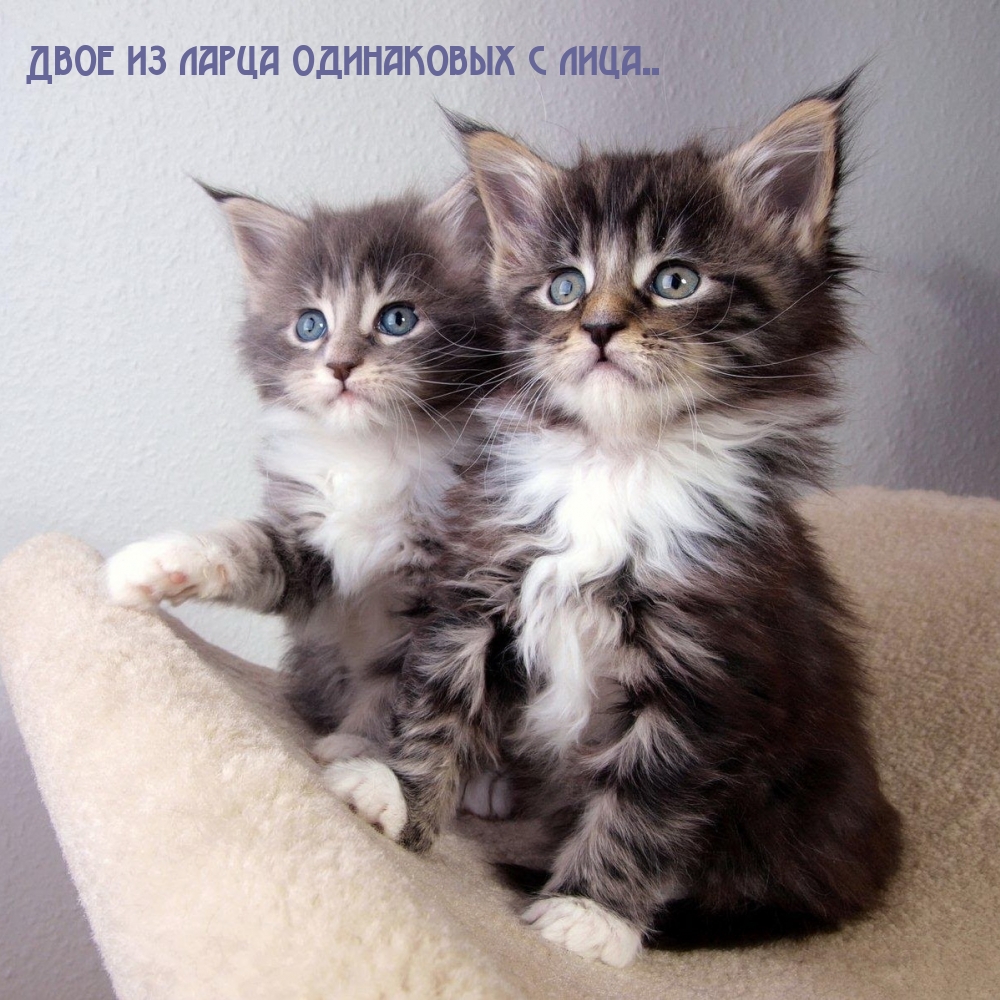 Двое из ларца одинаковых с лица..