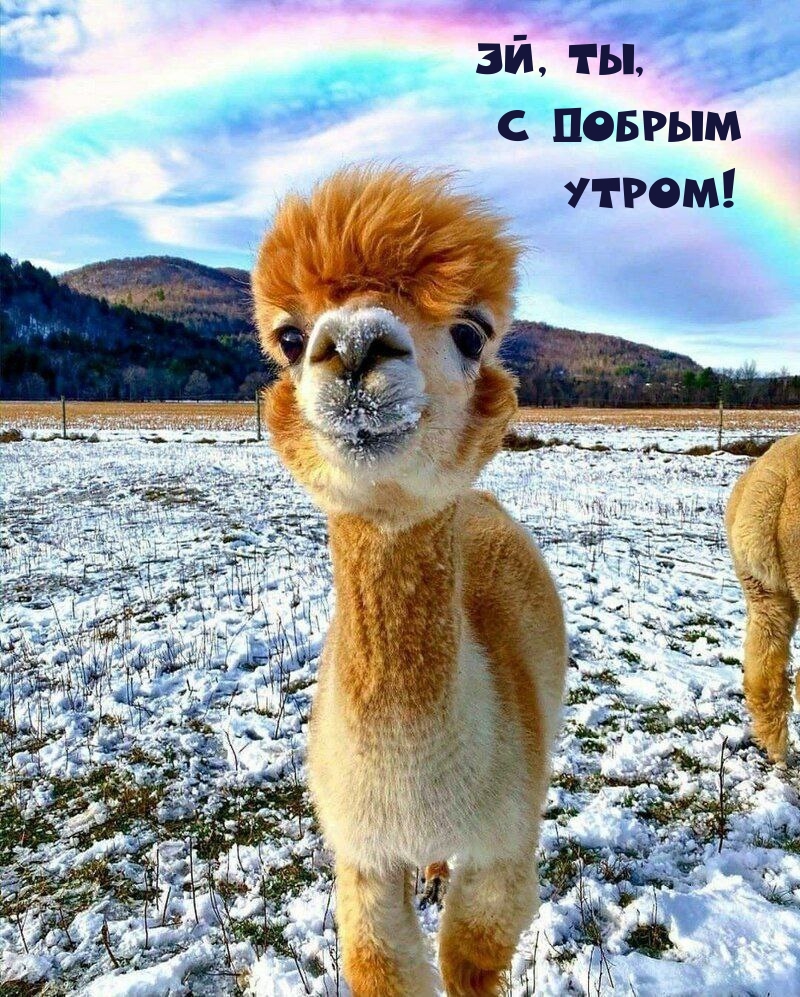 Эй, ты, С добрым Утром!