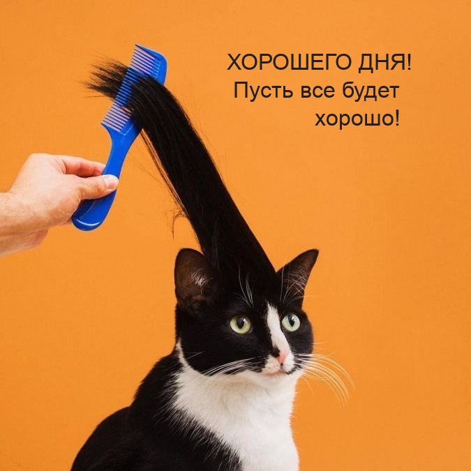 ХОРОШЕГО ДНЯ! Пусть все будет хорошо!.