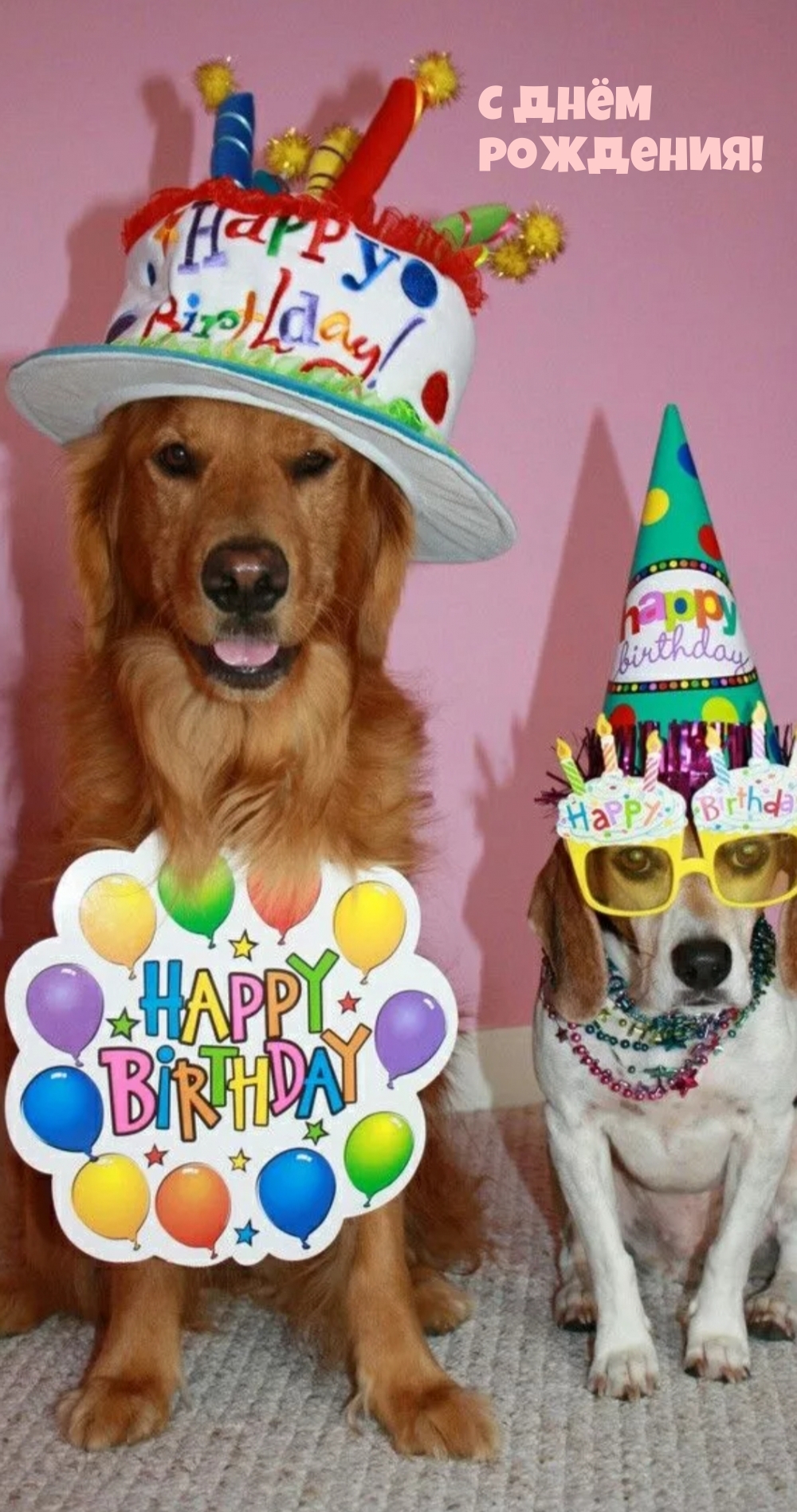 С днем рождения картинки с собачкой. С днём рождения собачки. Открытки с днём рождения с собаками. Собака в праздничном колпаке. Праздник для собаки на день рождения.