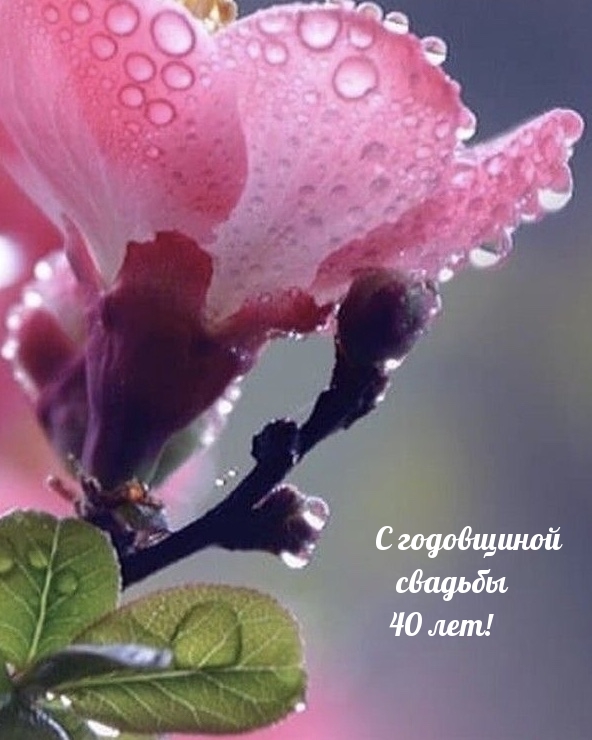С годовщиной свадьбы 40 лет!.