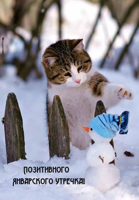 Позитивного Январского утречка!.