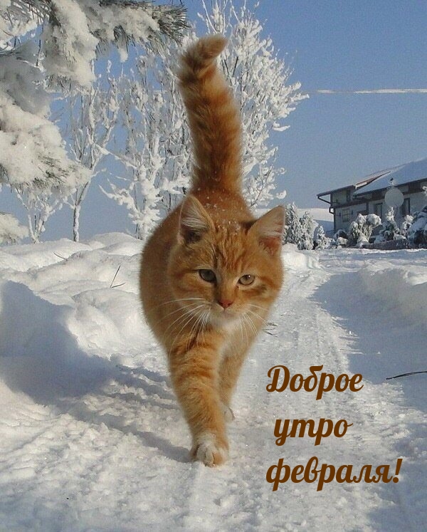 Картинки с надписями Доброе утро февраля с рыжим котиком!.