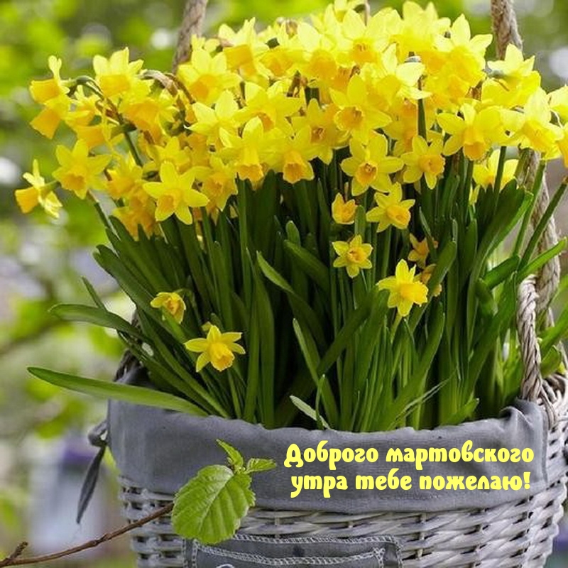 Доброго мартовского утра тебе пожелаю!