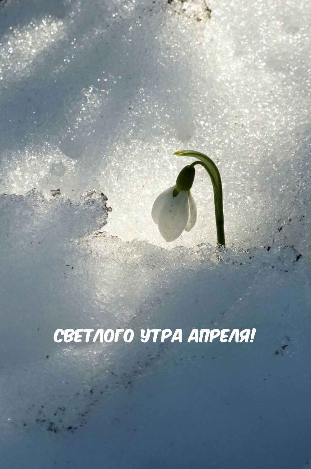 Светлого утра апреля!
