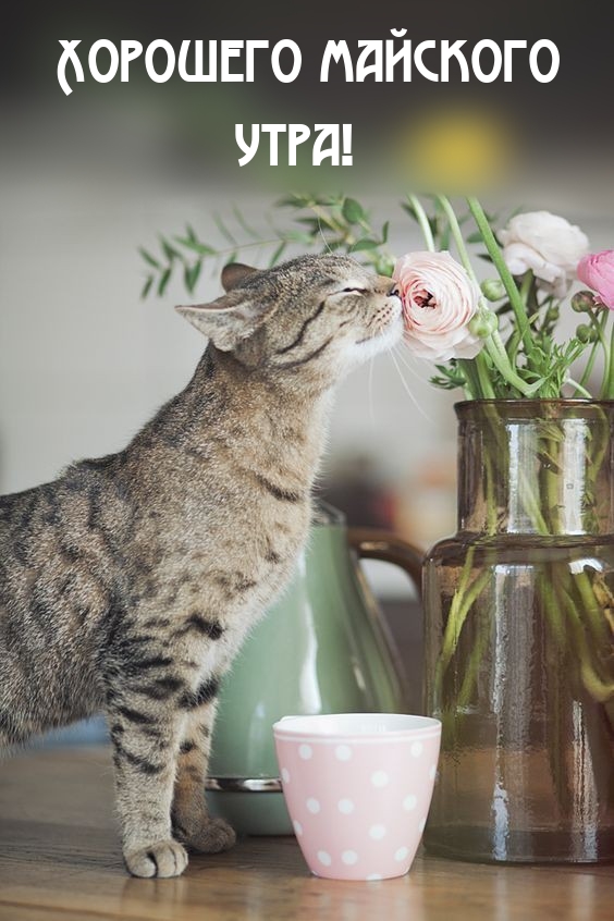 Хорошего майского утра!.