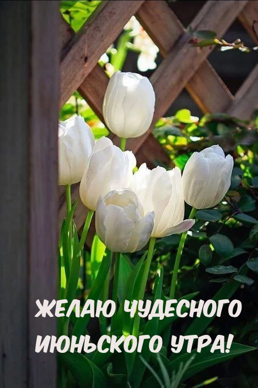 Желаю чудесного Июньского утра!.
