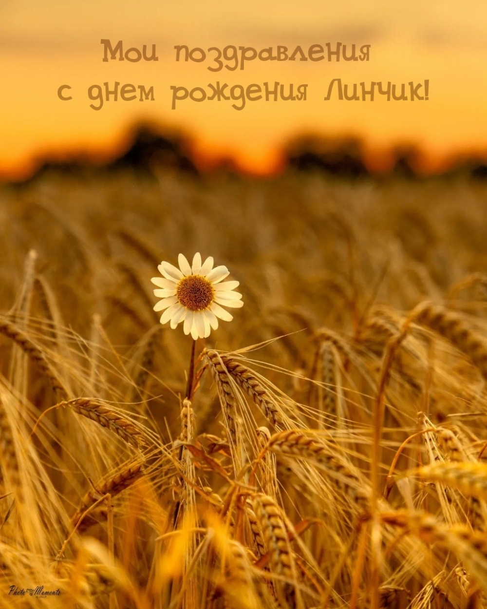 Мои поздравления с днем рождения Линчик!