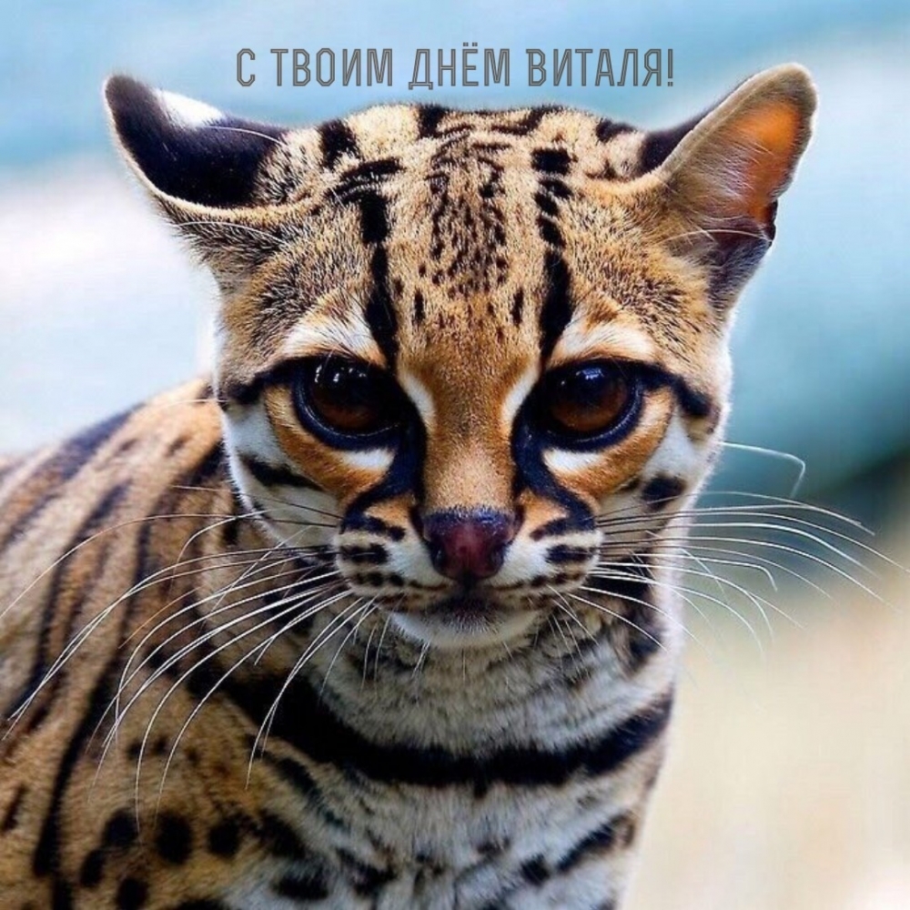 С твоим днём Виталя!