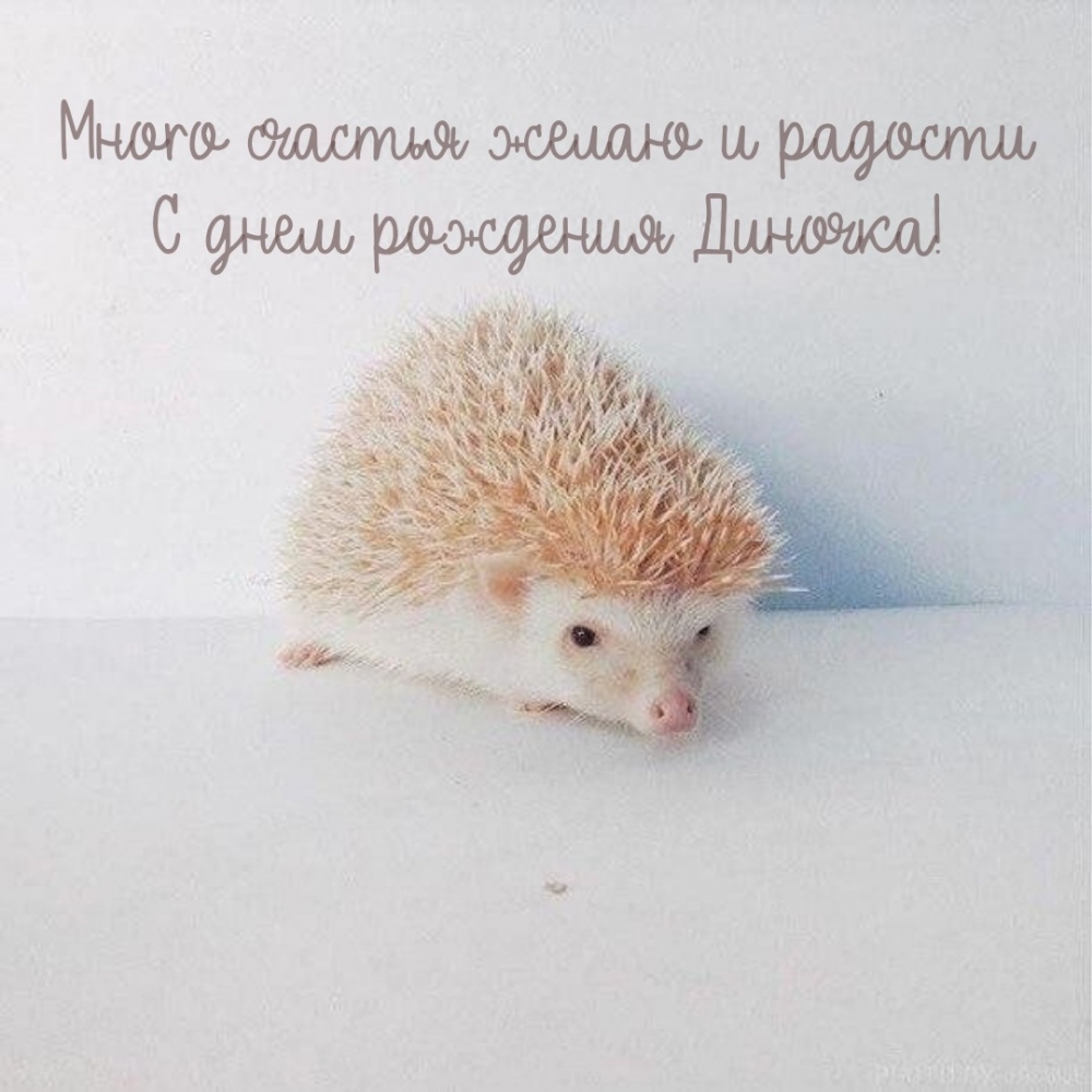 Много счастья желаю и радости С днем рождения Диночка!
