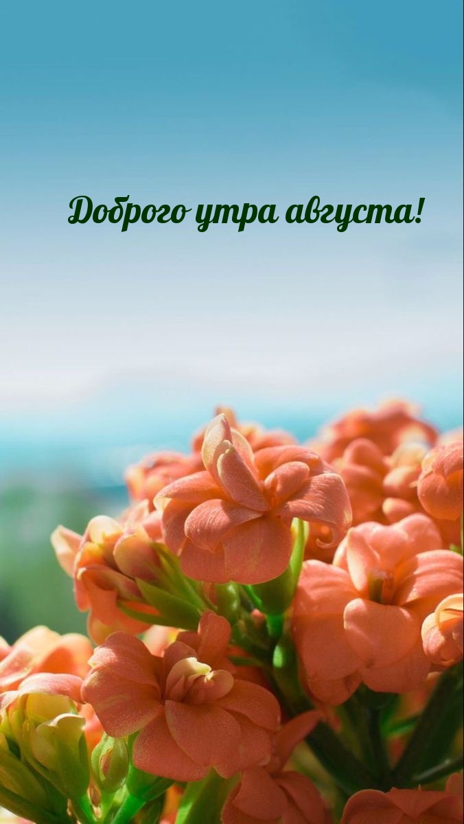 Картинка с надписью: Доброго утра августа!