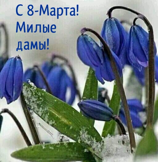 С 8-Марта! Милые дамы!.