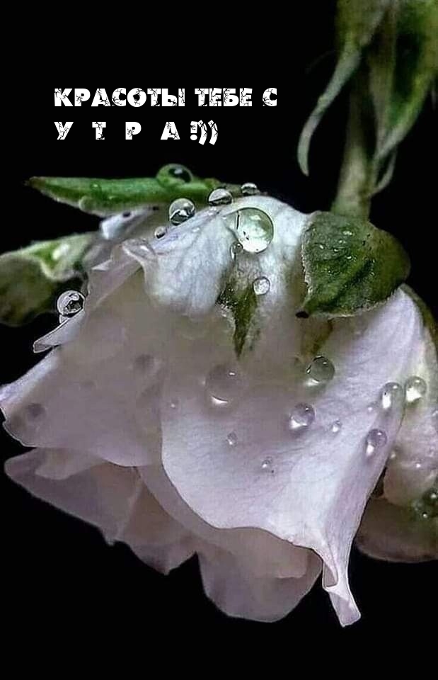 Красоты тебе с У Т Р А!)).