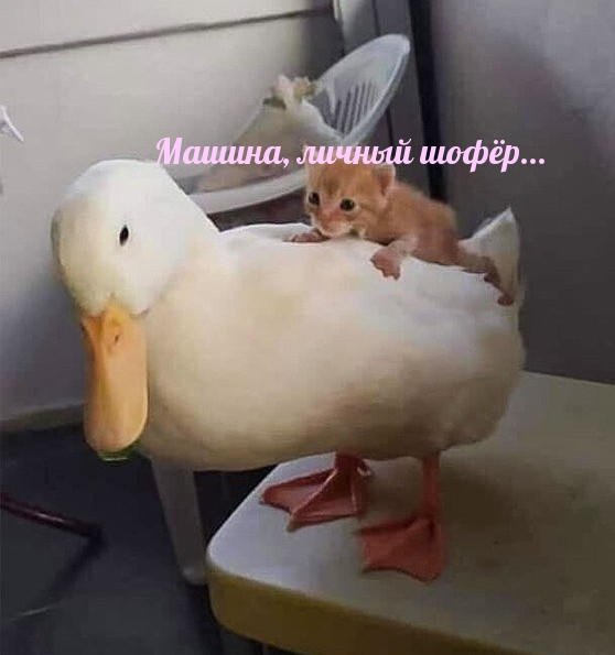 Машина, личный шофёр....