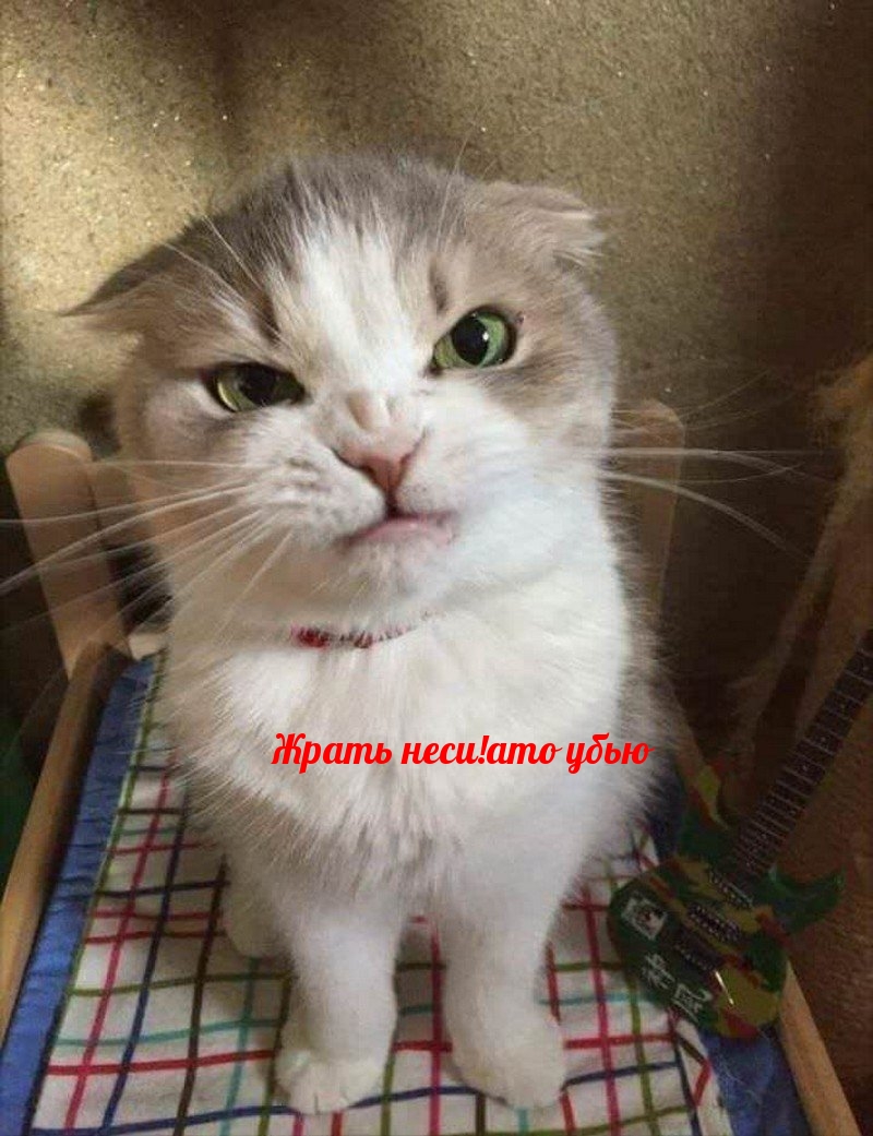   :  !  