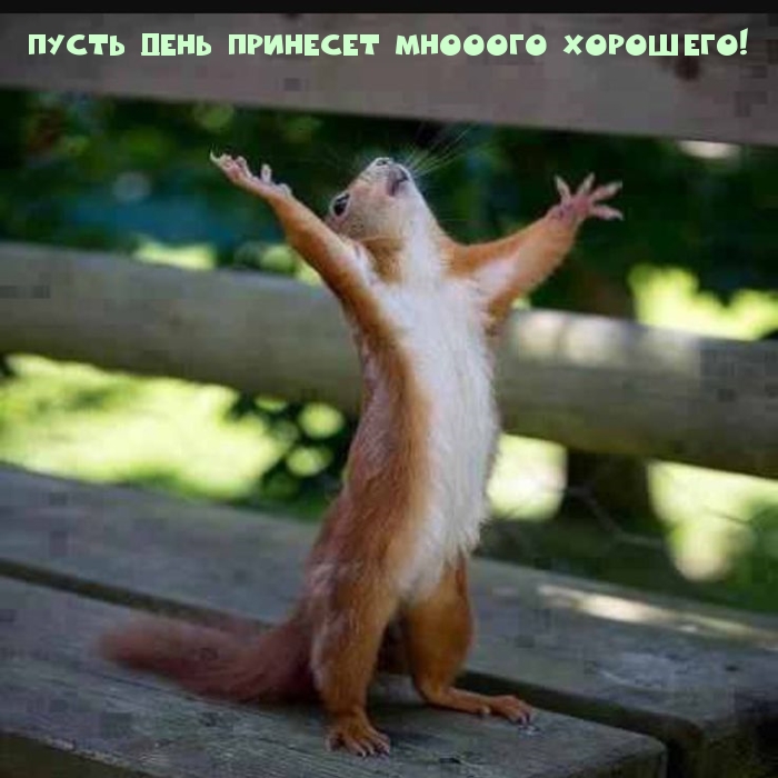 Картинка с надписью: Пусть день принесет мнооого хорошего!