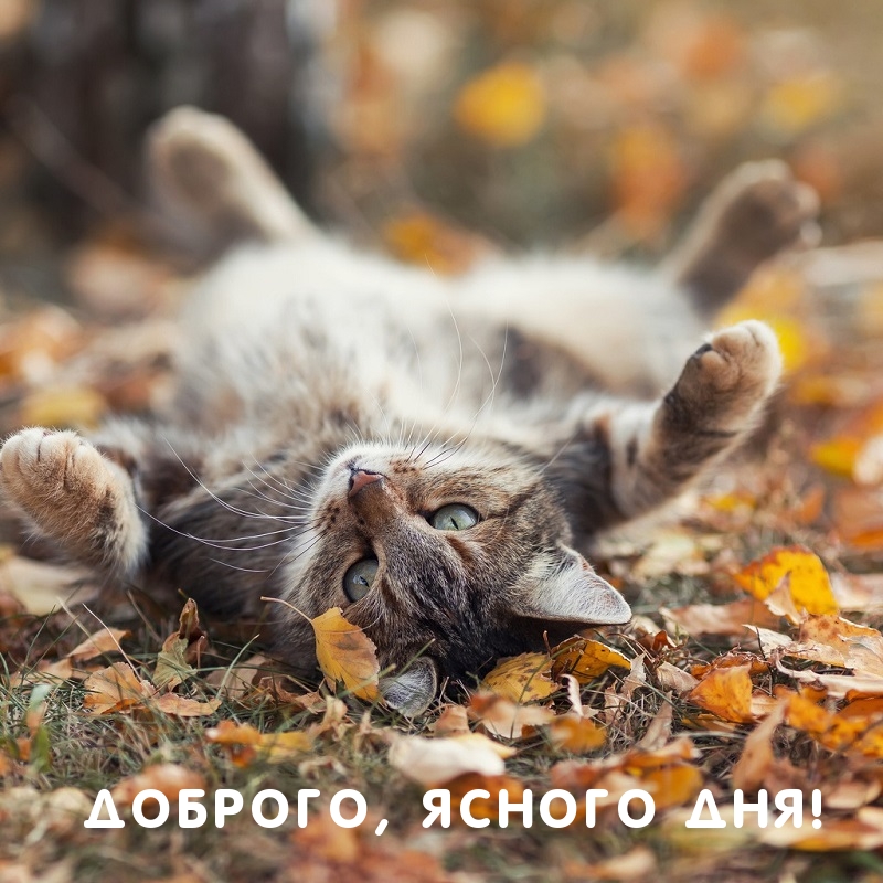 Доброго, ясного дня!