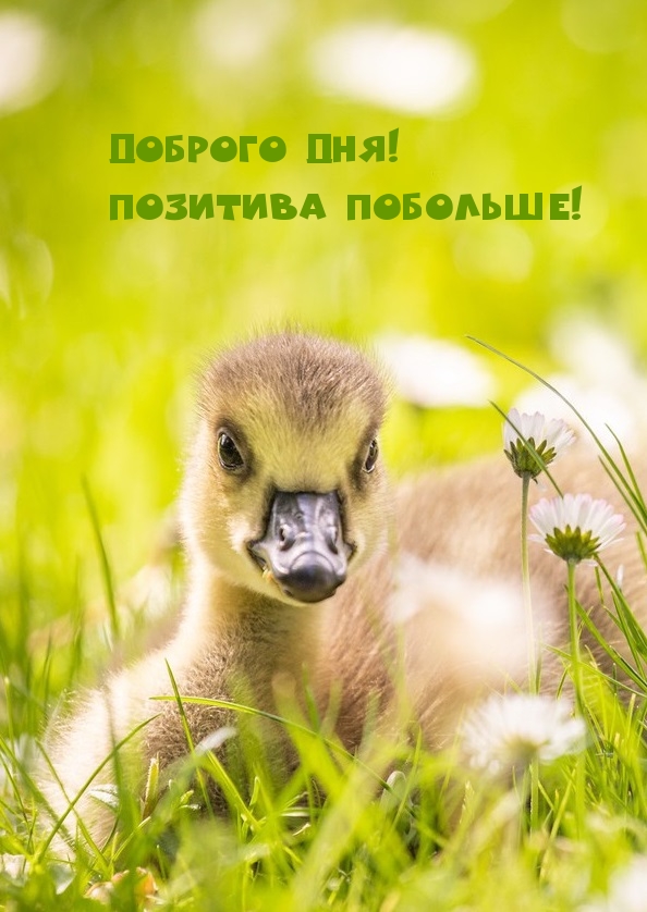  !  !.