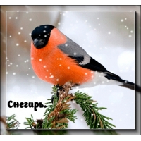Снегирь