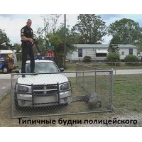 Обычный день копа