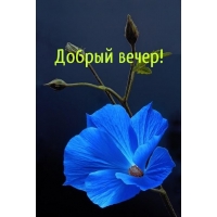 Добрый вечер!