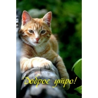 Доброе утро! От котика