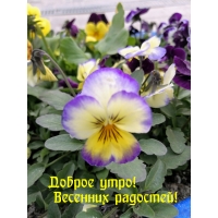 Доброе утро! Весенних радостей!