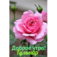 Гульнар, доброе утро!