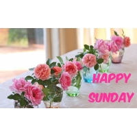 Happy Sunday