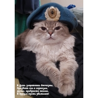В День защитника Отчизны стихотворение с котиком