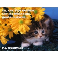 Ты как этот котенок