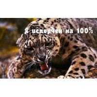    100%